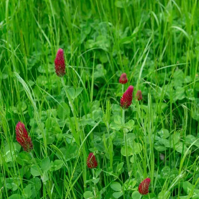 thumbnail for publication: 2026 Cool-Season Forage Variety Recommendations for Florida